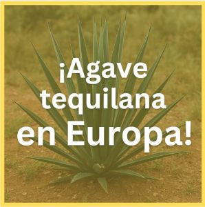 Agave tequilana